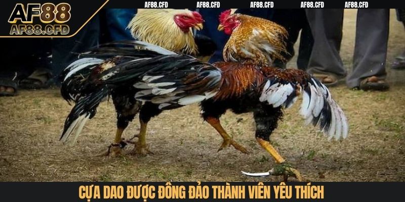 Cựa dao được đông đảo thành viên yêu thích