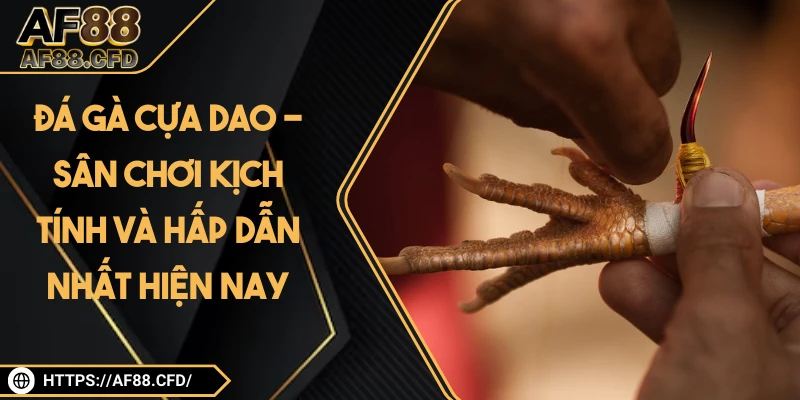 Đá Gà Cựa Dao - Sân Chơi Kịch Tính Và Hấp Dẫn Nhất Hiện Nay