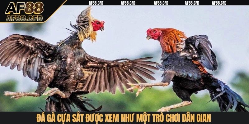 Đá gà cựa sắt được xem như một trò chơi dân gian