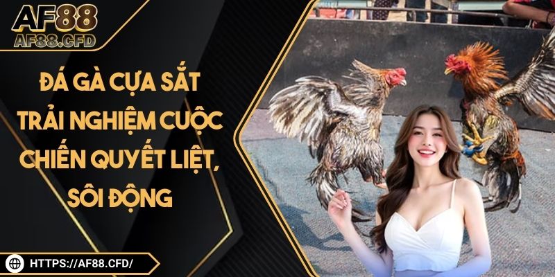 Đá Gà Cựa Sắt – Trải Nghiệm Cuộc Chiến Quyết Liệt, Sôi Động