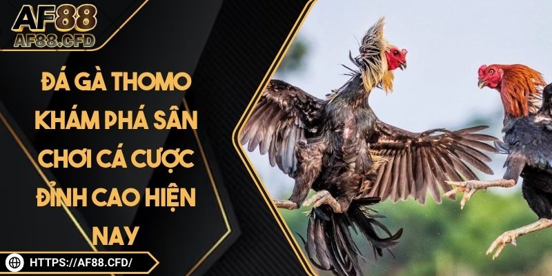 Đá Gà Thomo - Khám Phá Sân Chơi Cá Cược Đỉnh Cao Hiện Nay