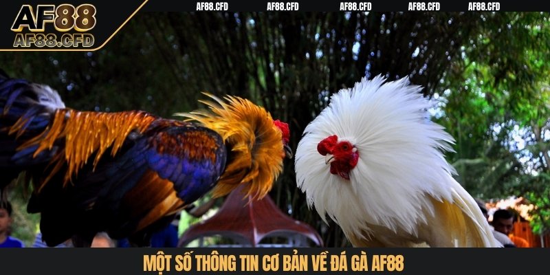 Một số thông tin cơ bản về đá gà AF88