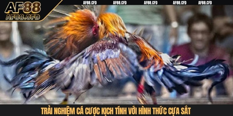 Trải nghiệm cá cược kịch tính với hình thức cựa sắt