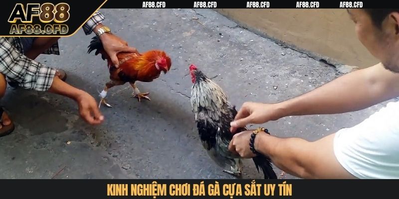 Kinh nghiệm chơi đá gà cựa sắt uy tín