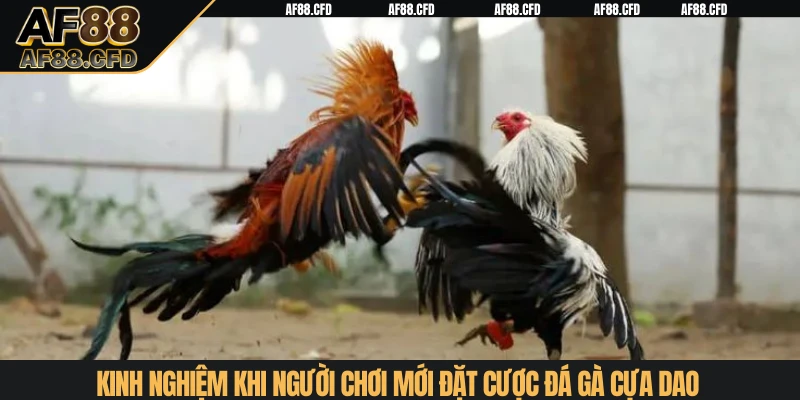 Kinh nghiệm khi người chơi mới đặt cược đá gà cựa dao