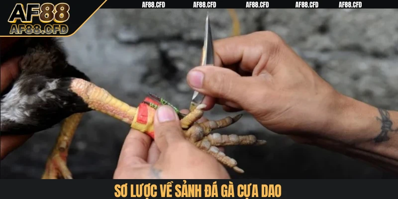 Sơ lược về sảnh đá gà cựa dao