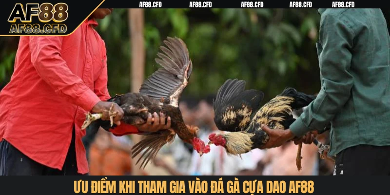 Ưu điểm khi tham gia vào đá gà cựa dao AF88